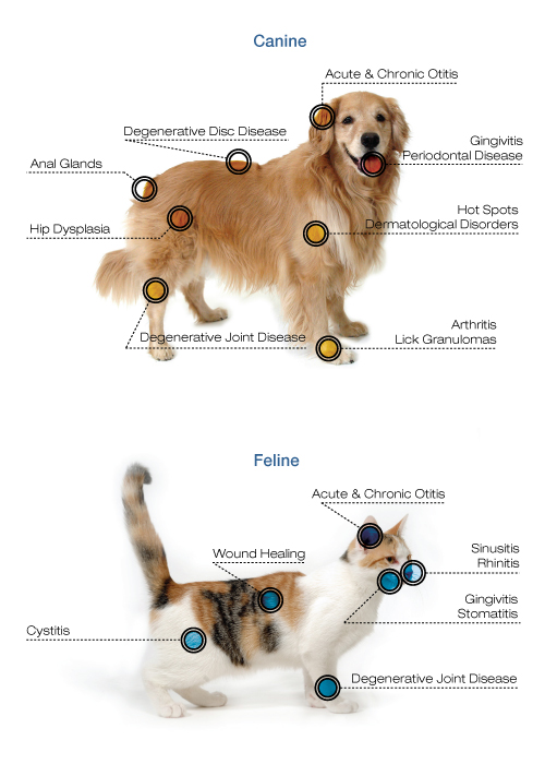 Laser Canine Diagram