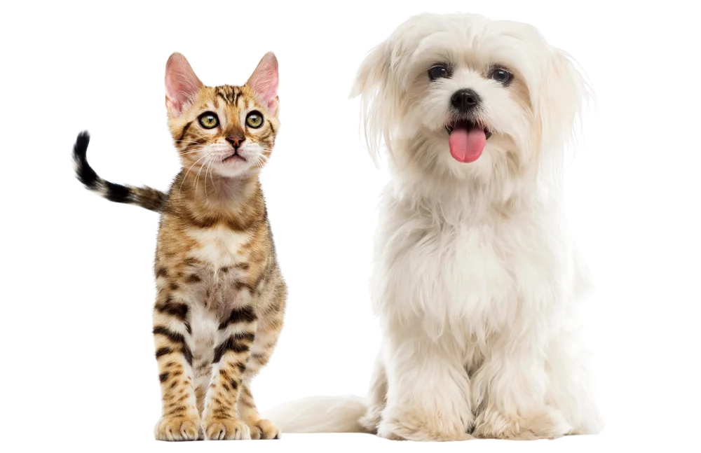 kitten sitting next to happy brown and white dog on transparent background