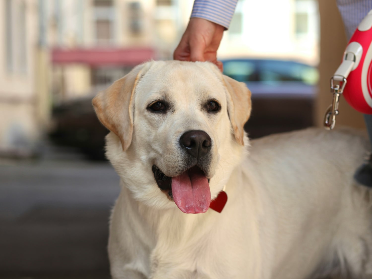 Behavioral Counseling Banner Happy white dog standing with his owner
