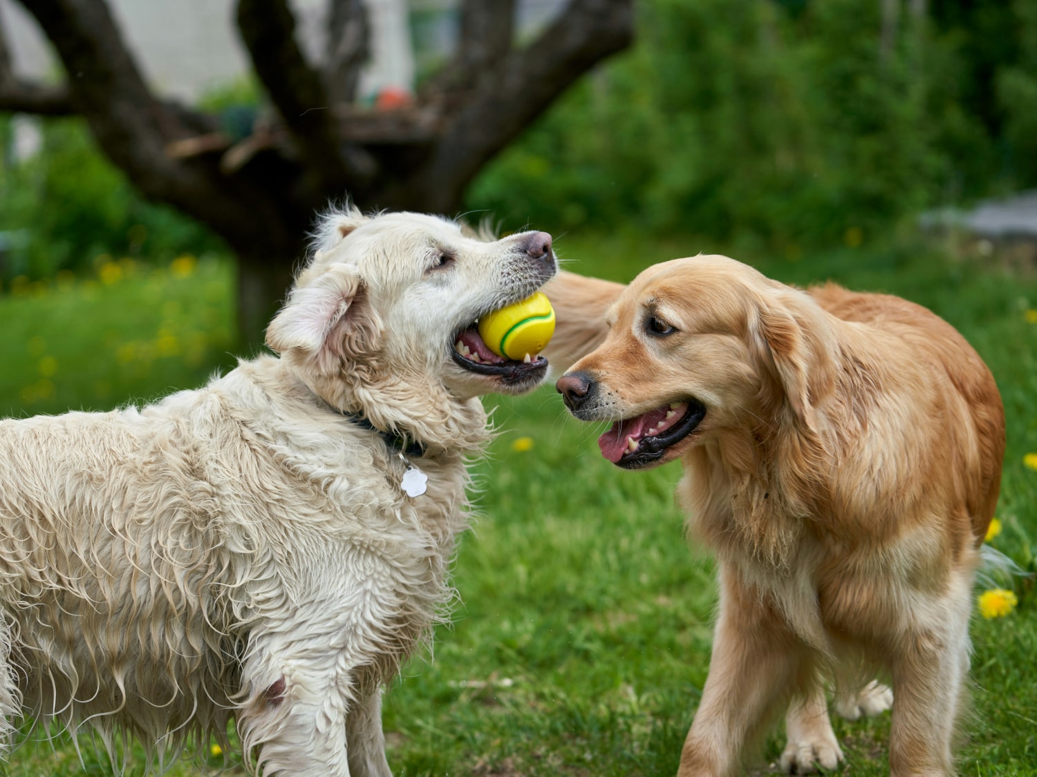 Boarding Banner Two happy pet dogs playing with a ball