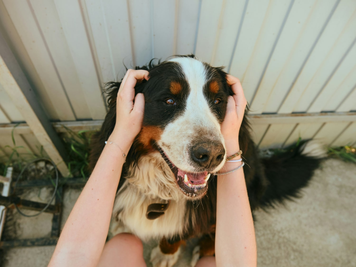 Holding dog face with affection and care
