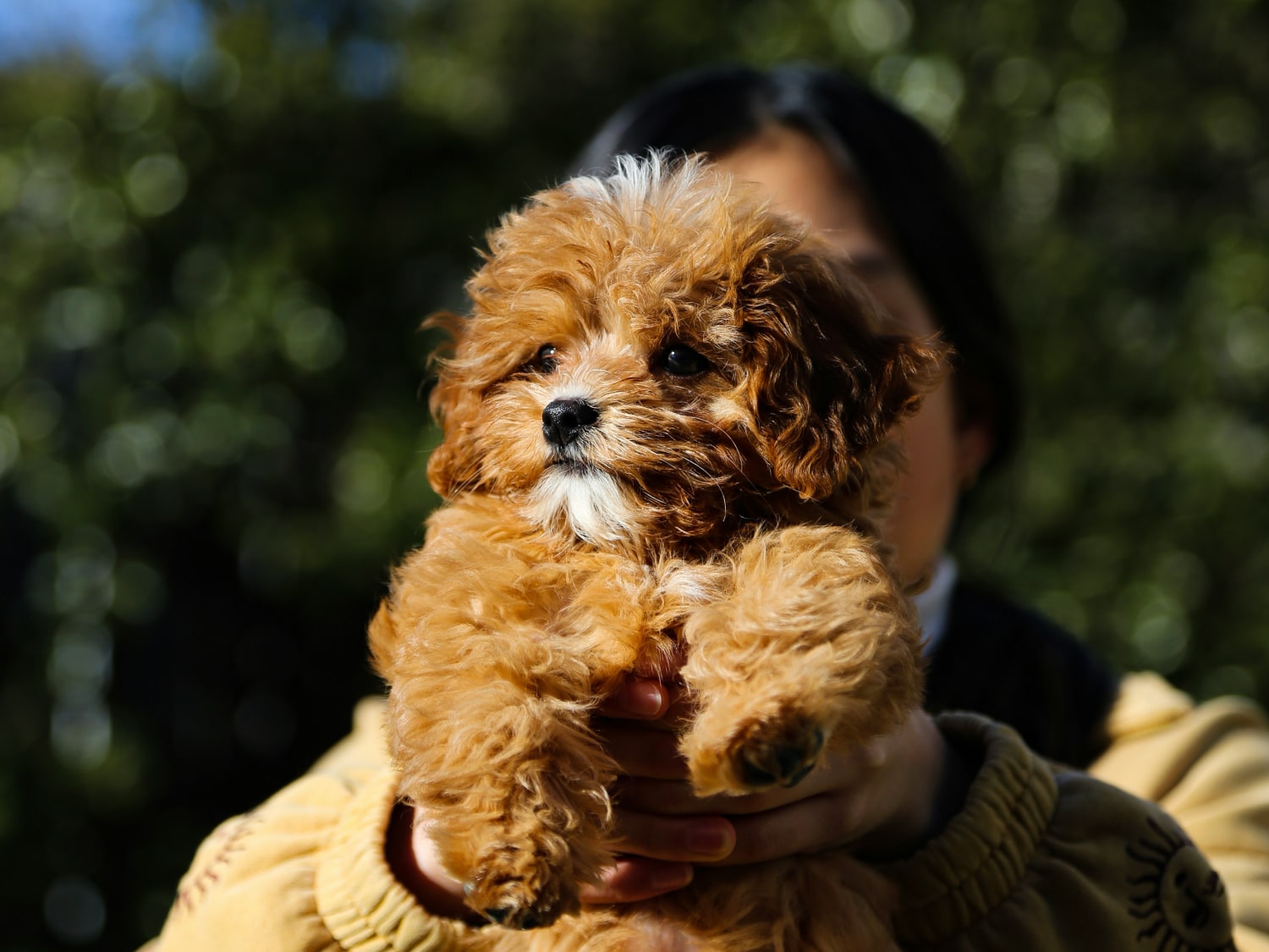 Holding a cute brown puppy in hand