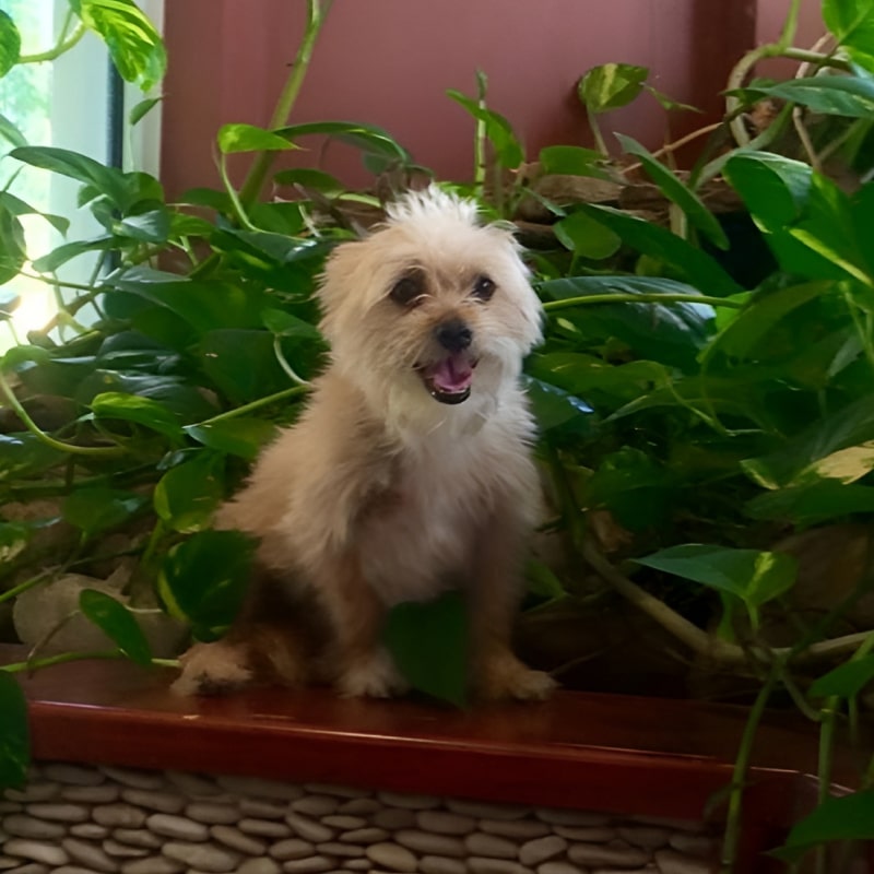 Dog named coco happily sitting