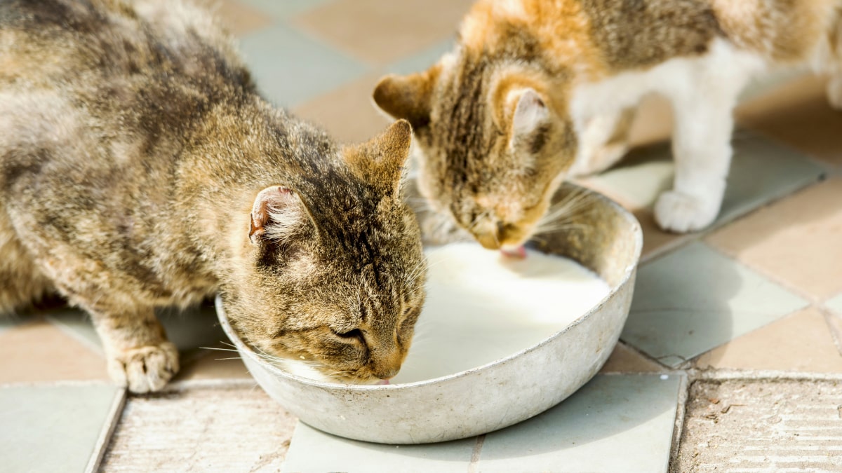 Two cats drinking milk form the bowl