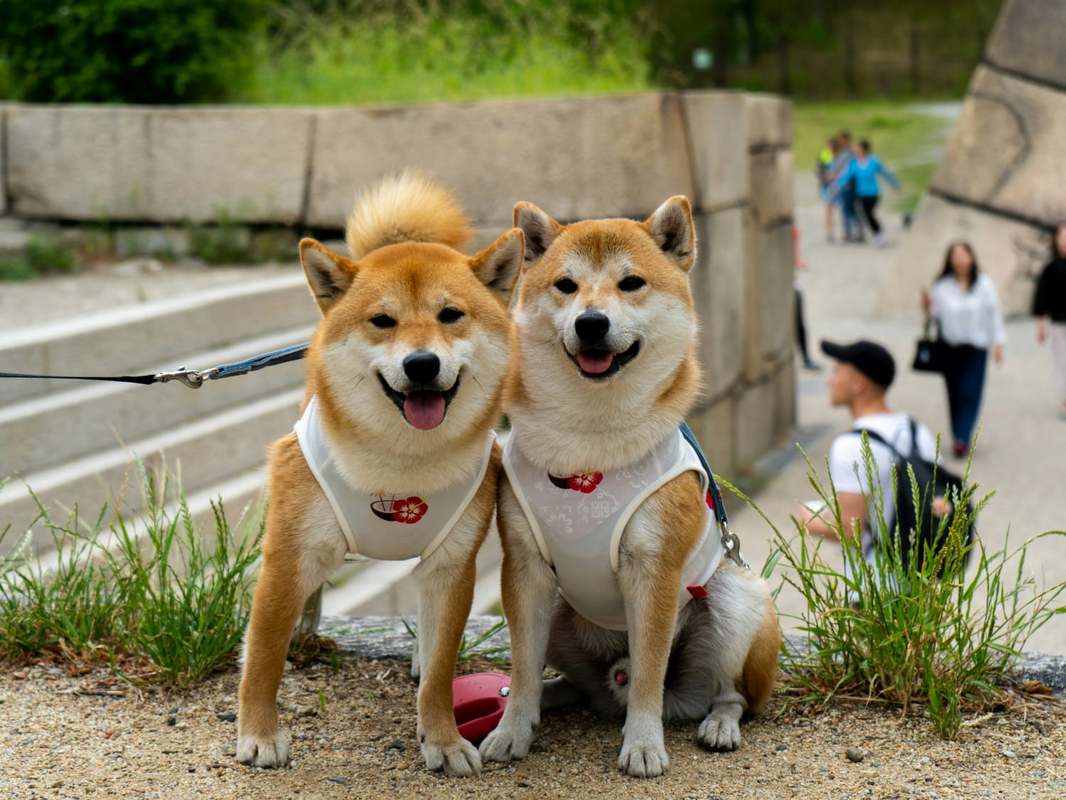 Community Outreach Banner Two happy dogs in sitting together