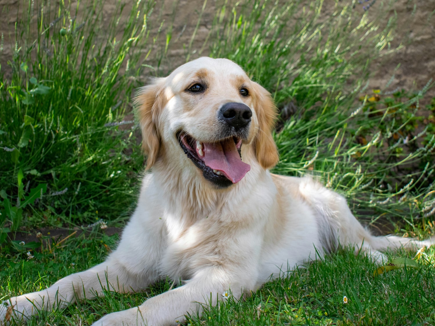 Dental Care Banner Happy dog sitting in lawn and relaxing