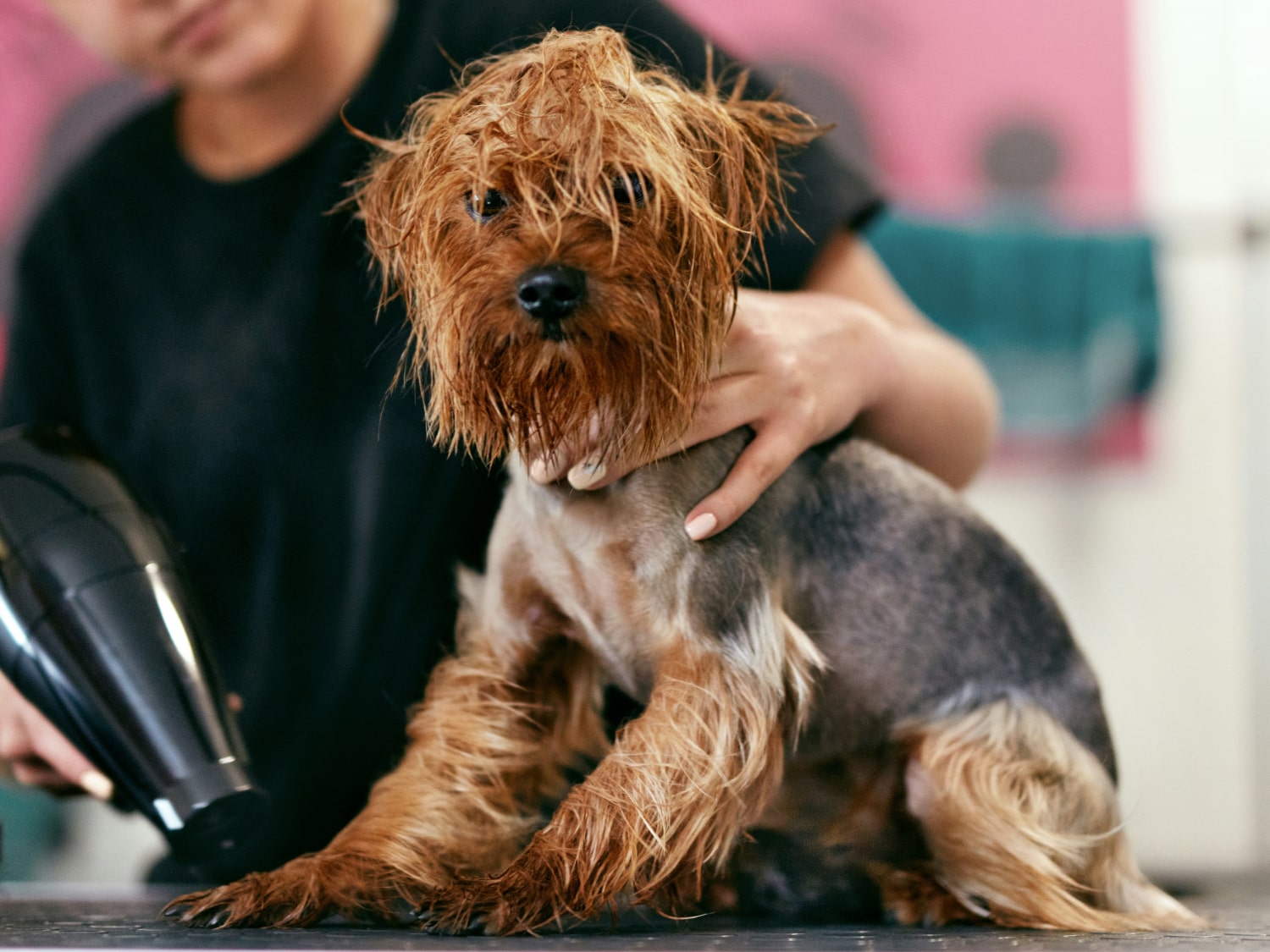 Grooming Banner Dog with messy fur having his fur trimmed