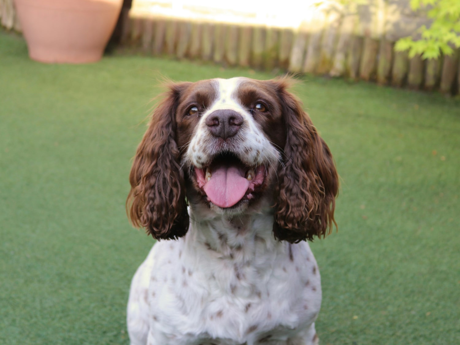 Links Banner Happy dog with large ears sitting in lawn