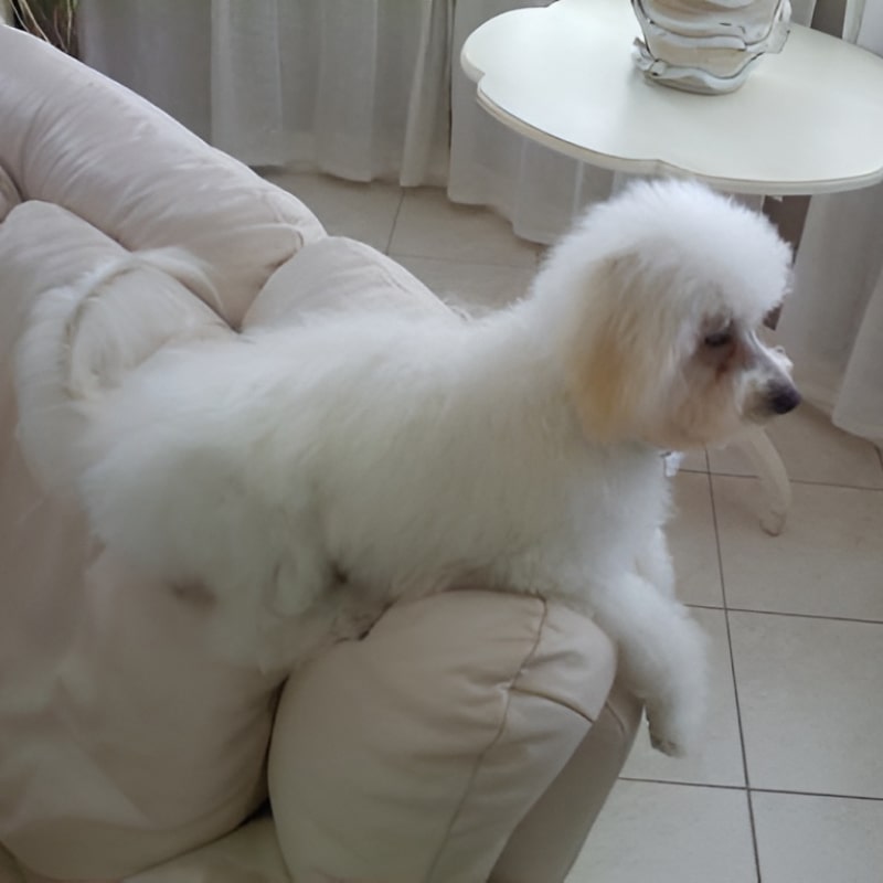 Fluppy white dog Luna standing on a sofa