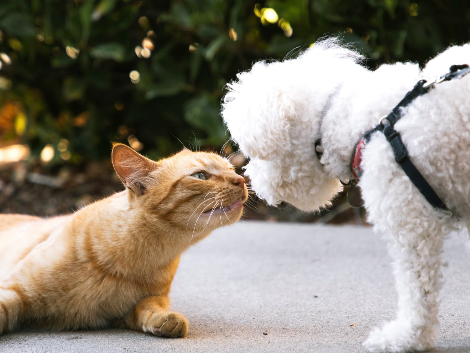 Online Forms Banner Cat and dog loving each other