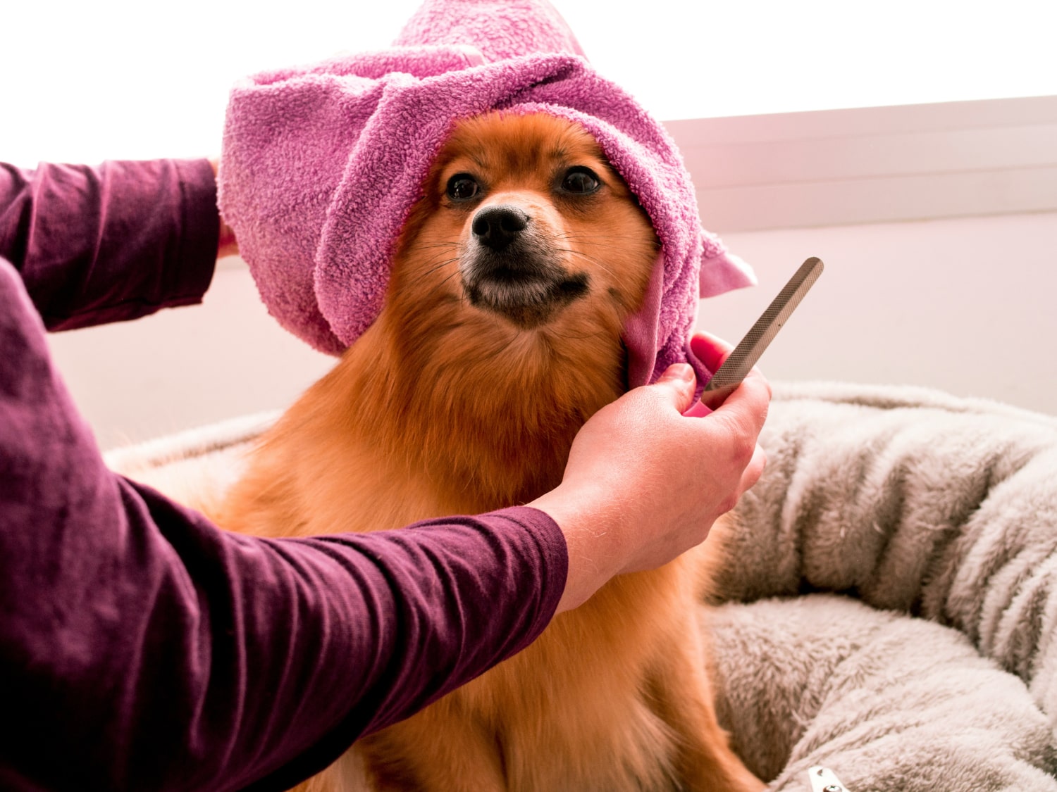 Our Grooming Services Happy pet dog having a brushing session after bath
