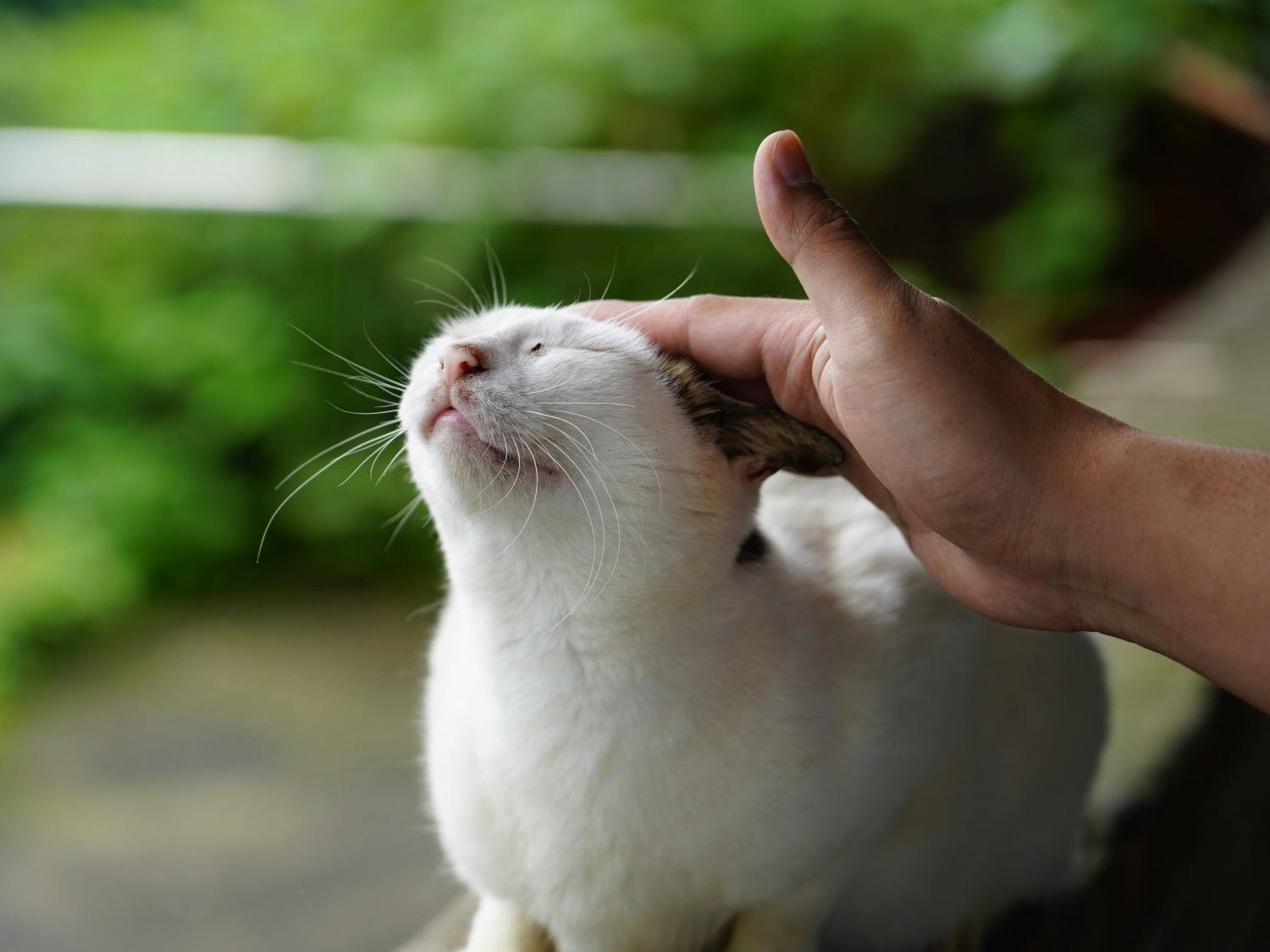 Parasite Control Banner Person loving his pet cat with affection