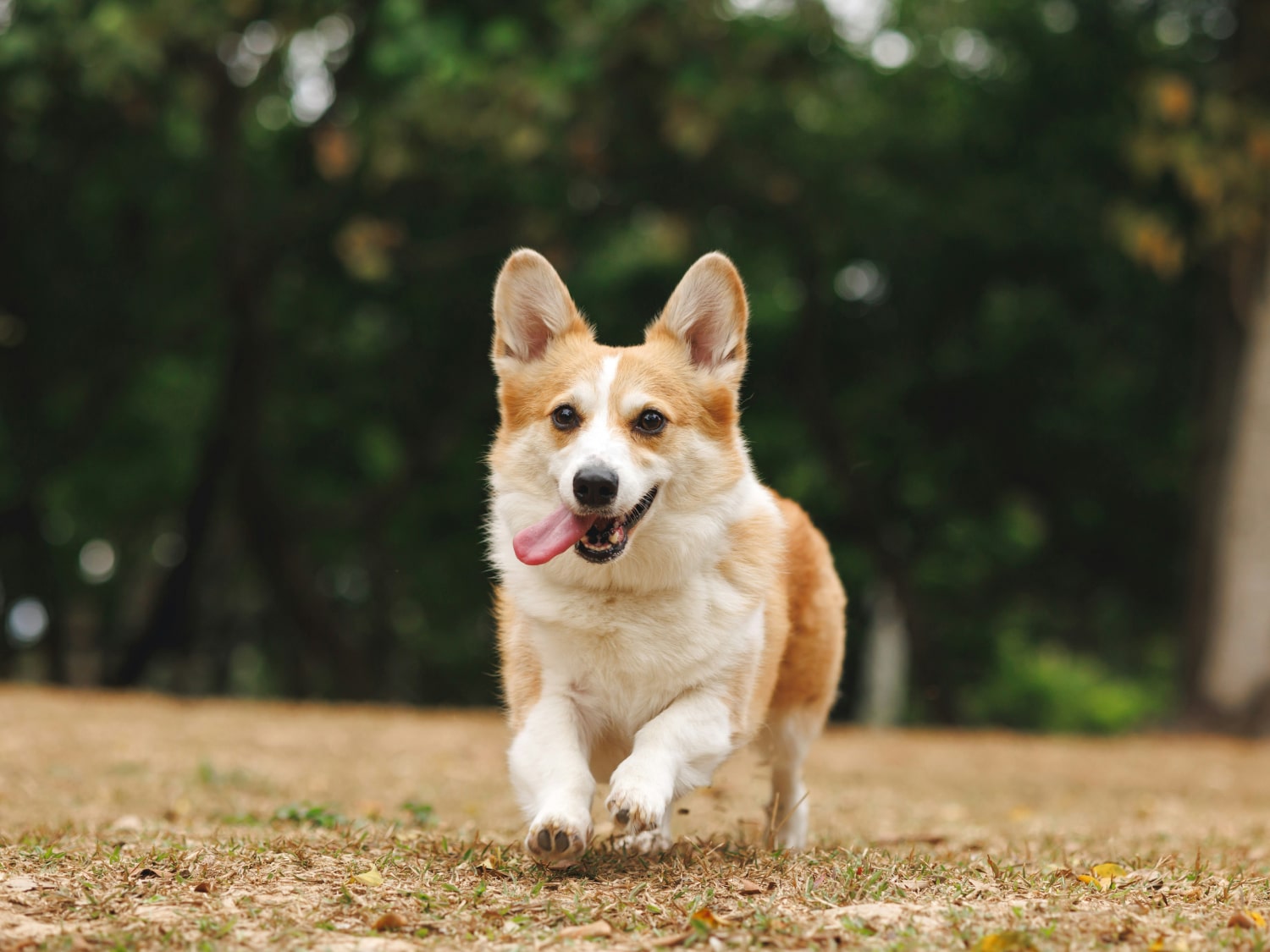 Physical Rehabilitation Banner Happy dog running in the park