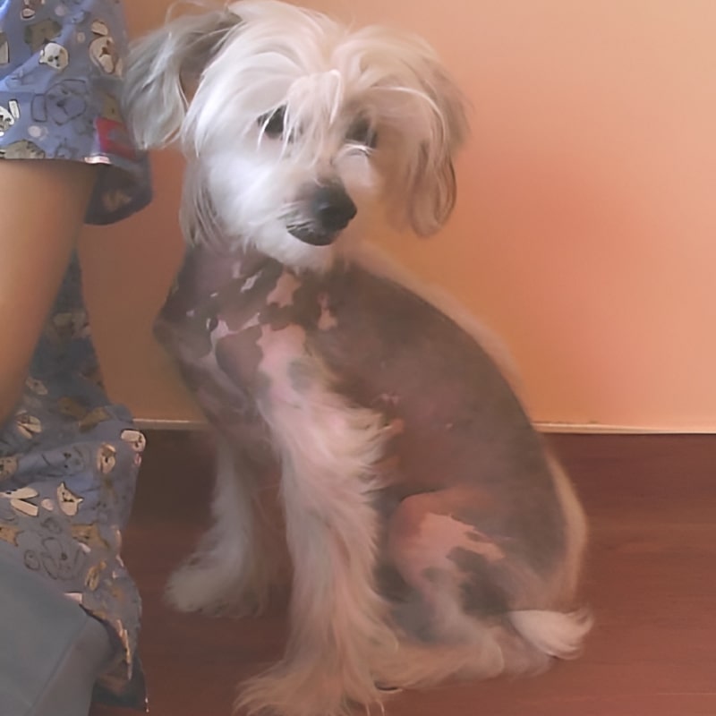 Dog named Speduce sitting 