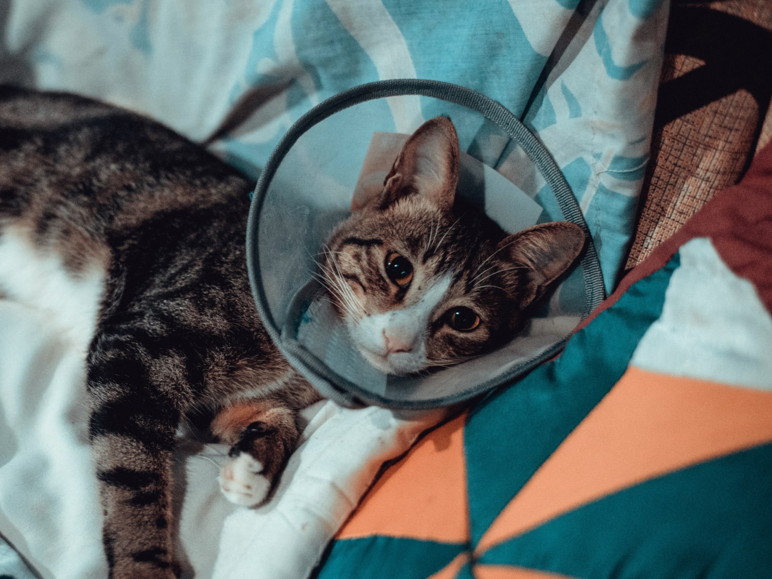 Surgery Banner Pet cat wearing cone relaxing on a bed