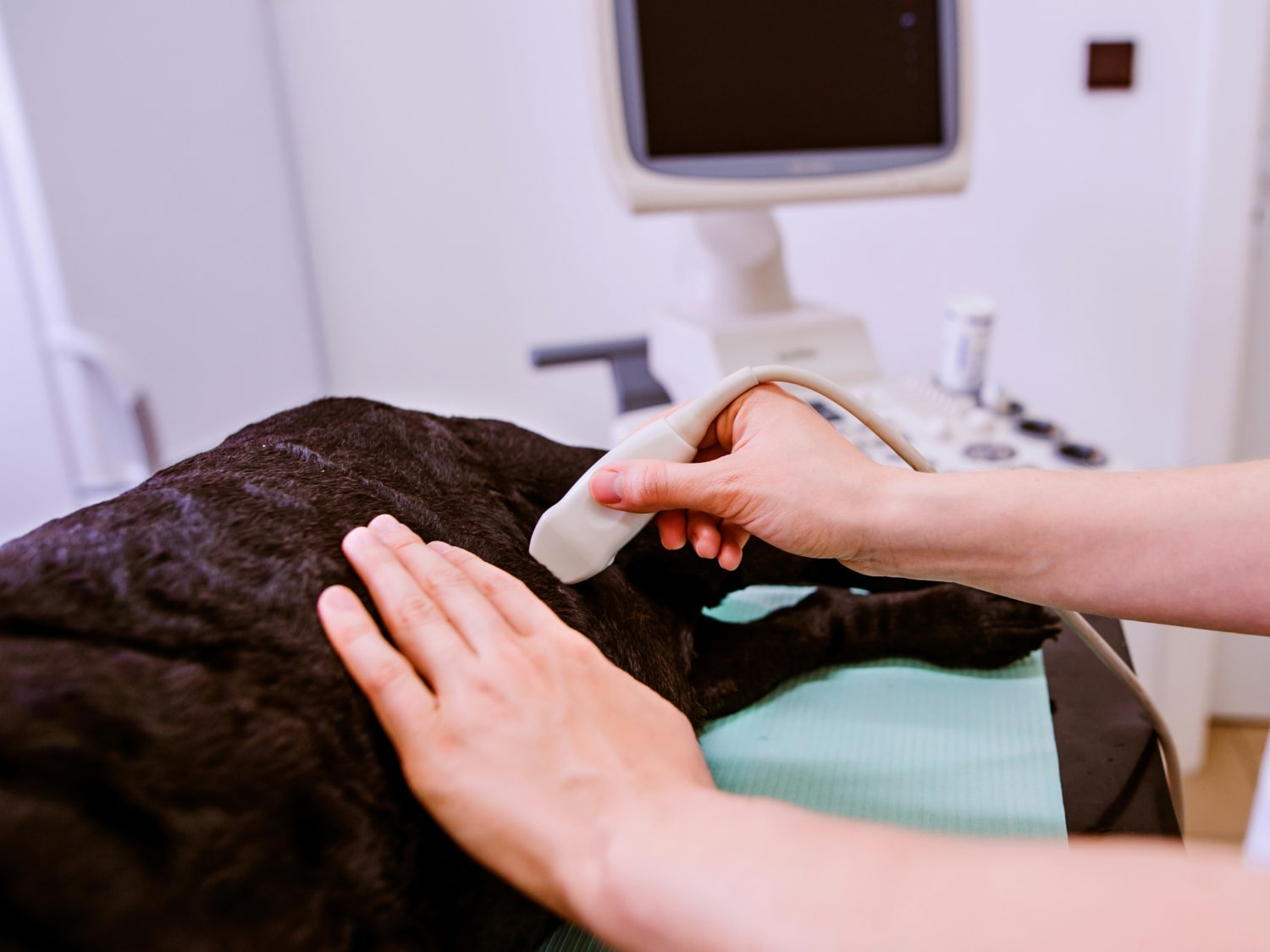 Ultrasound Banner Doctor performing ultrasound on a pet dog
