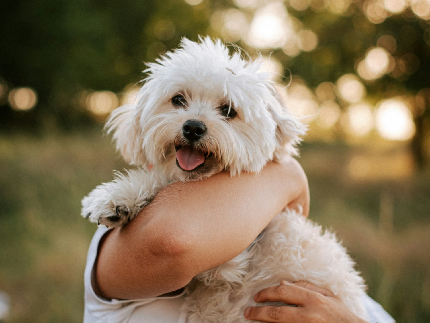 Vaccinations Banner Girl holding a happy white pet dog