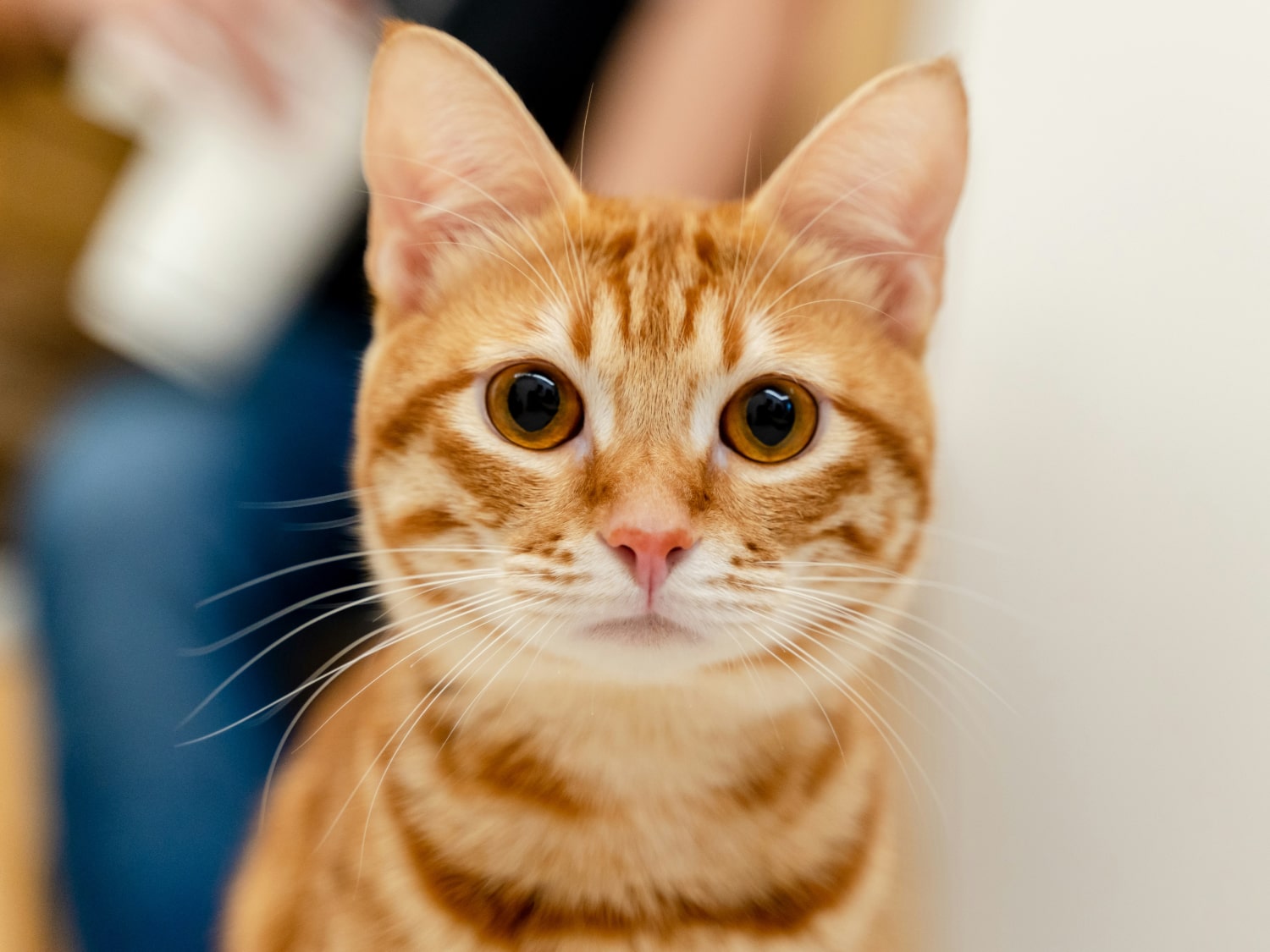 X-Rays Banner Cute orange cat looking curiously