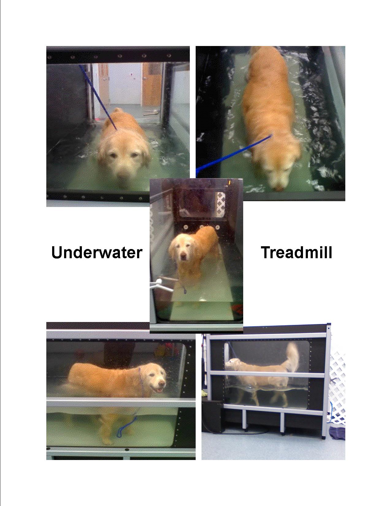 A collage featuring a dog swimming in a pool, using an underwater treadmill