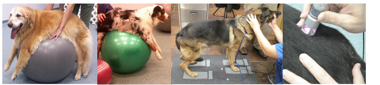 A collection of images featuring a dog at different stages of grooming, including washing, brushing, and styling.