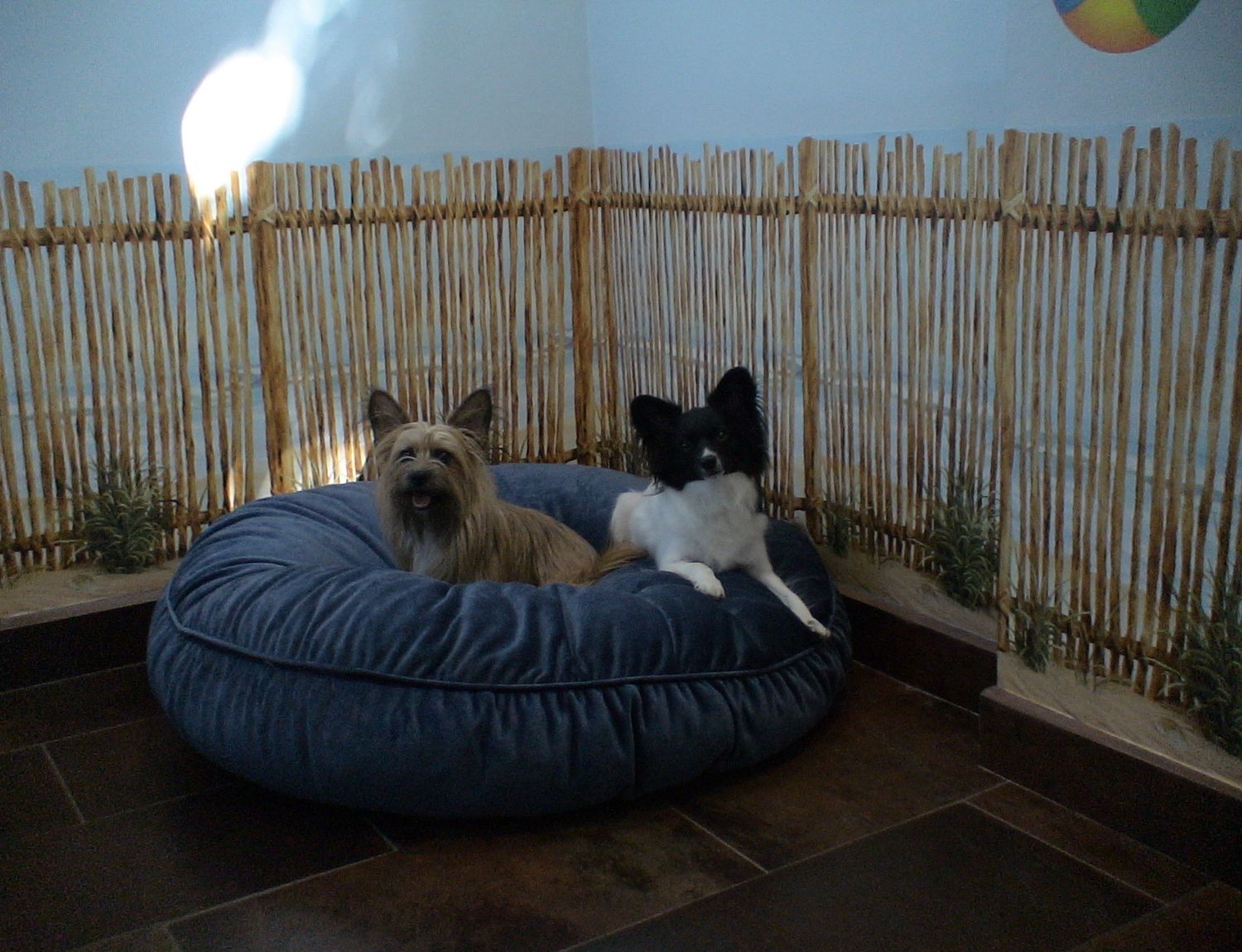 two dogs sitting on a blue dog bed in front of a bamboo fence